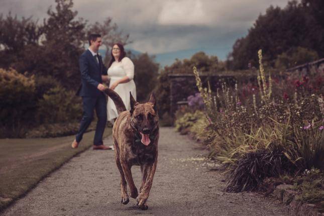 5 REASONS WHY CHOOSING A DOG-FRIENDLY WEDDING VENUE IS PAWSITIVELY PERFECT