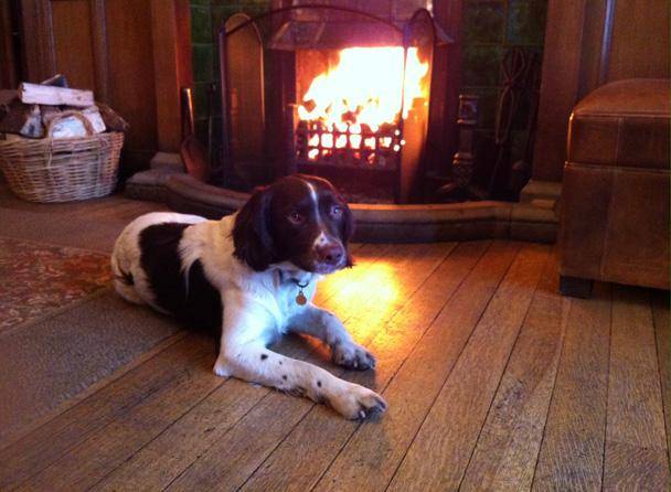 Lake District Country Hotels Dog friendly gallery image
