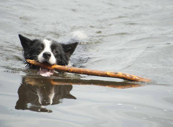 Lake District Country Hotels Dog friendly gallery image