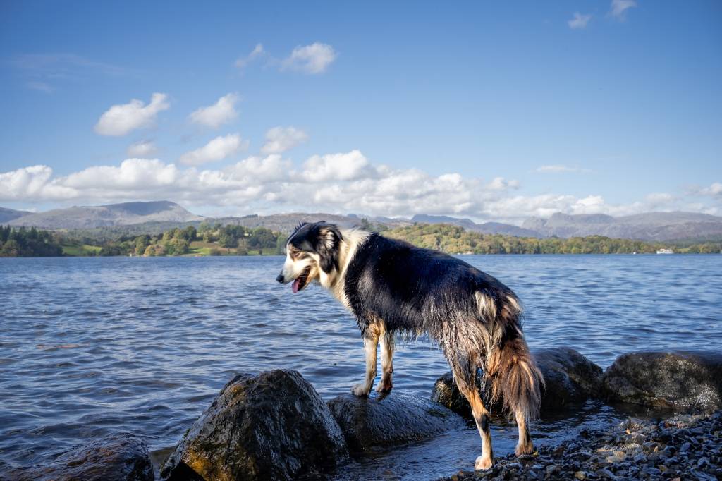 Dog down at Lake Windermere