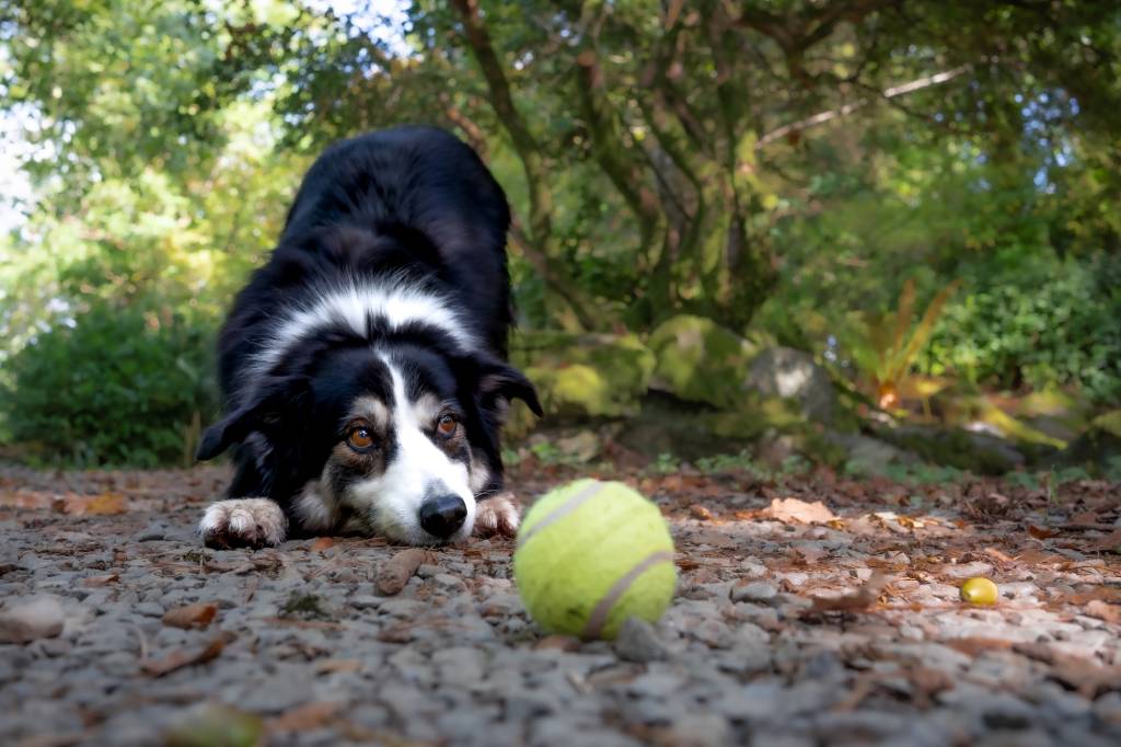 Dog with tennis ball